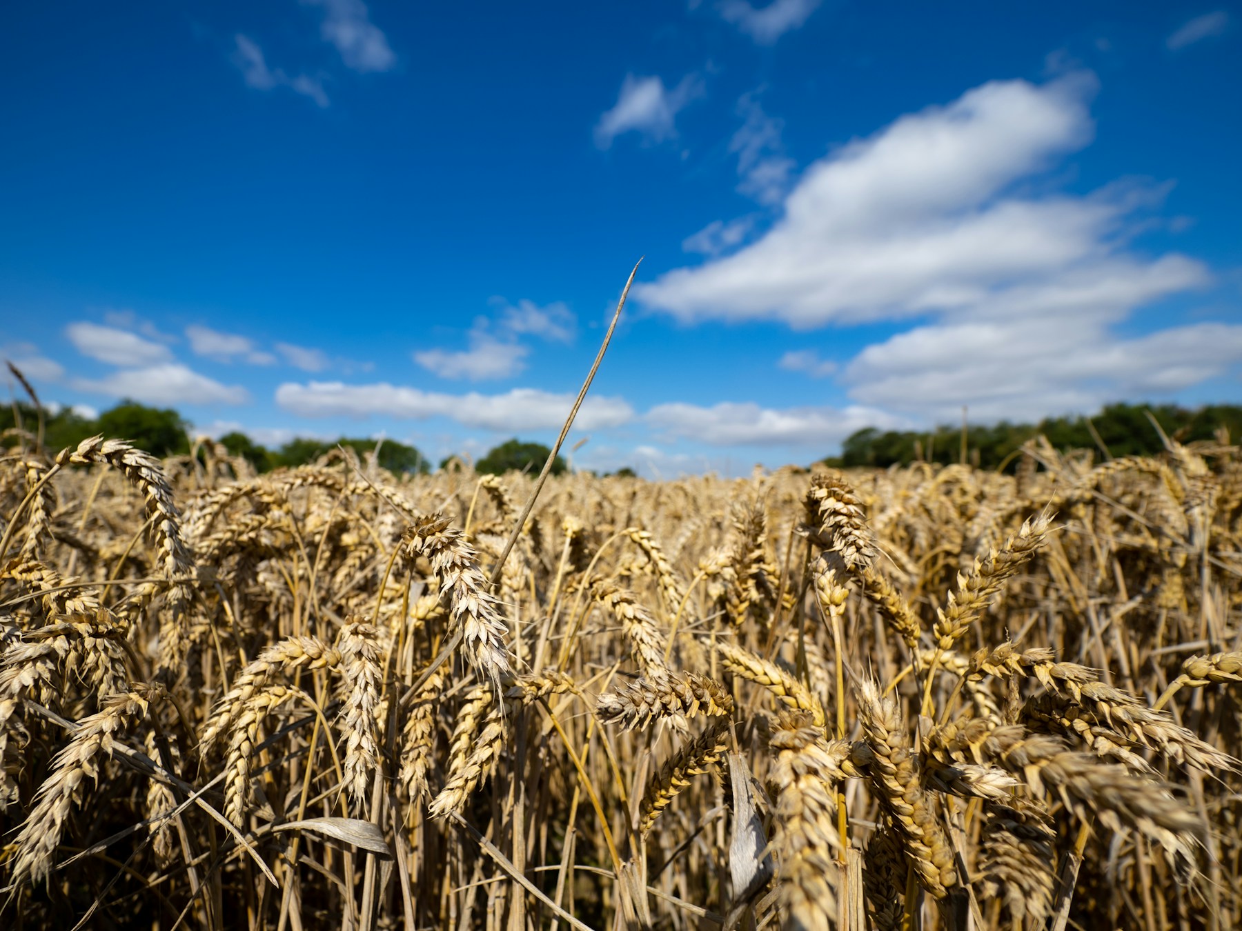 Golden wheat growing in a field in the Cotswolds beneath a blue sky