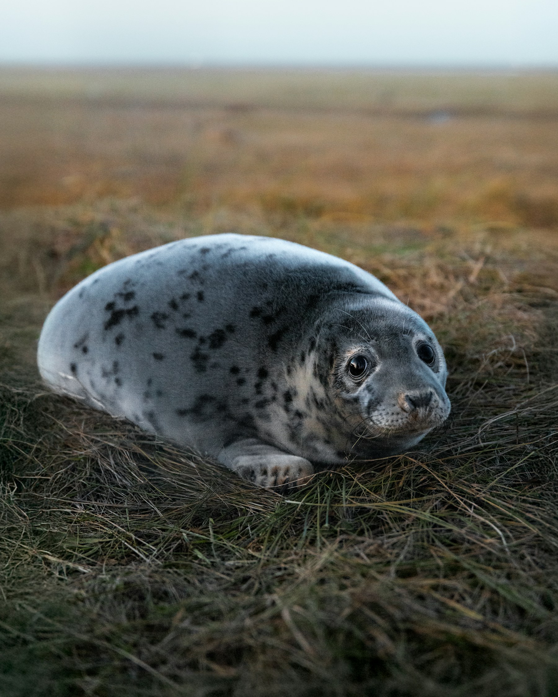 A young seal resting on grassy ground at Donna Nook in Lincolnshire