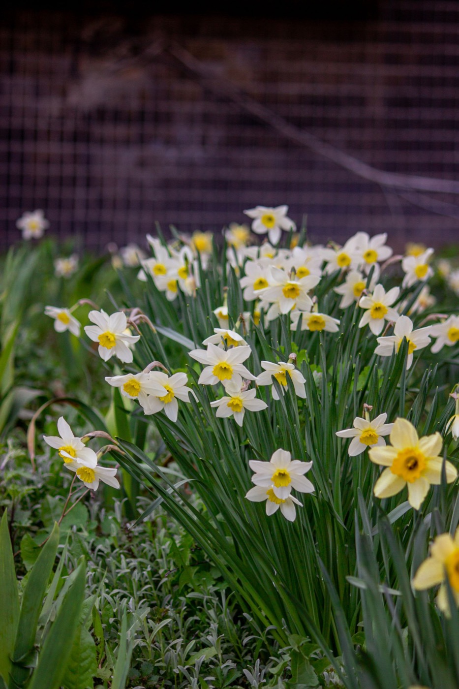 White and yellow daffodils flowering in spring