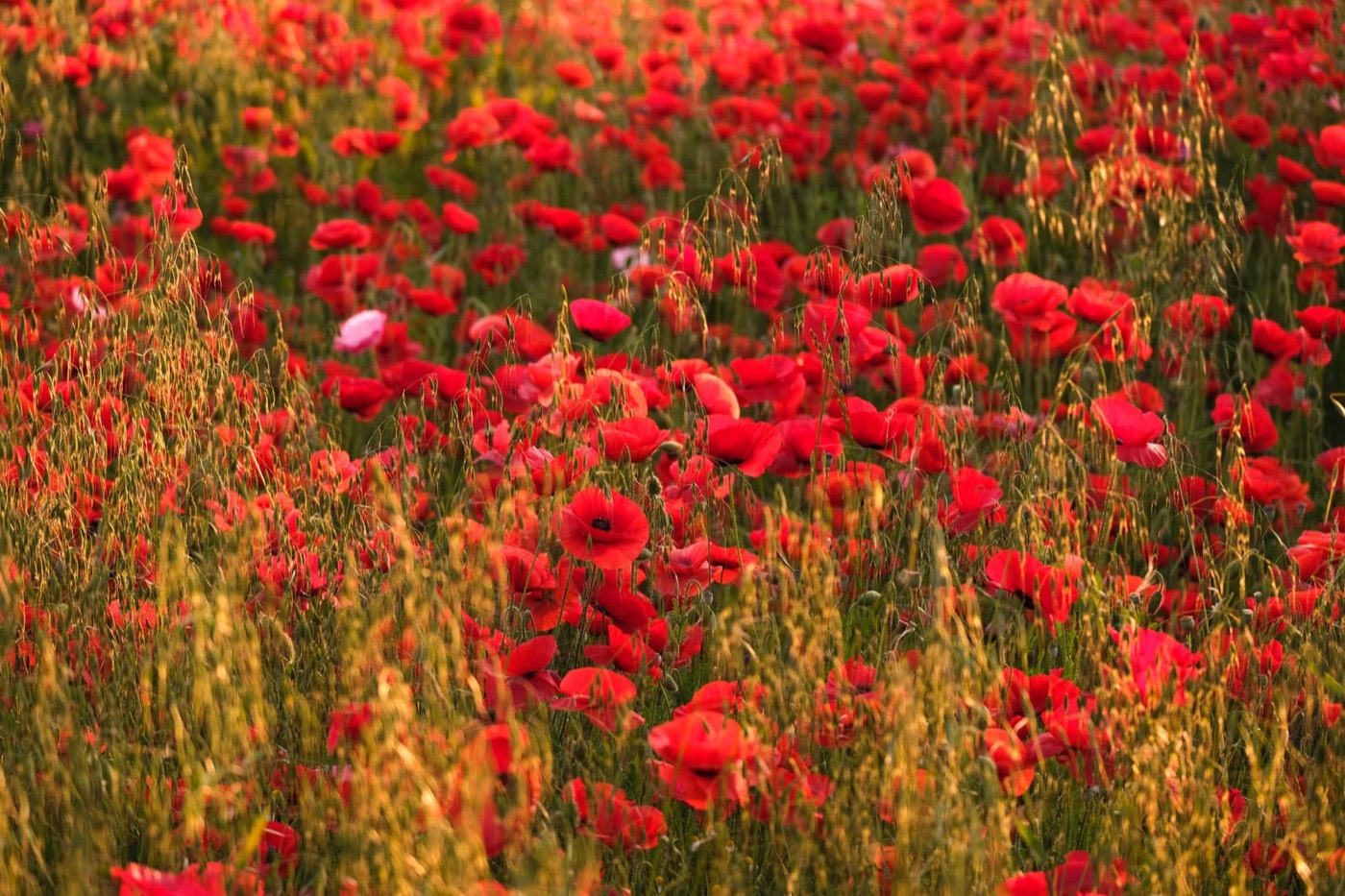 A field of red remembrance poppies
