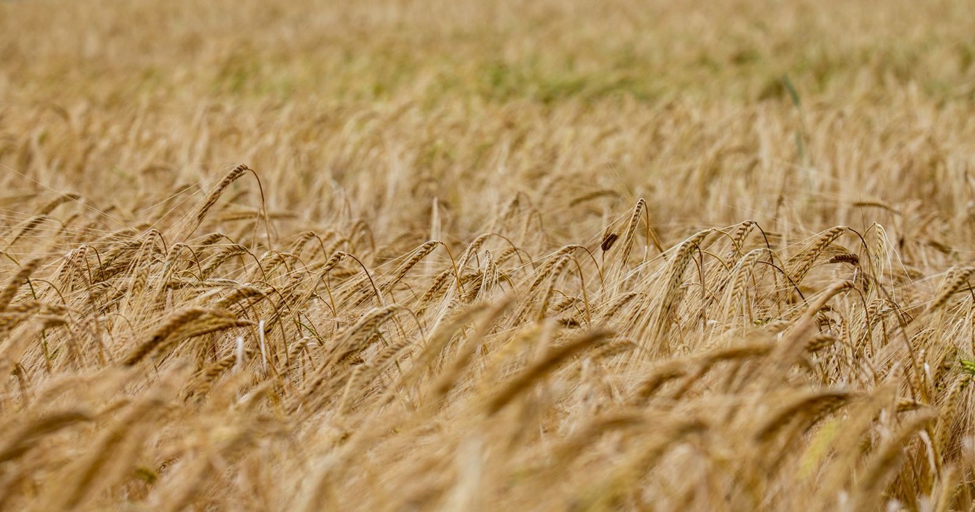 Ripe golden wheat ready for harvest