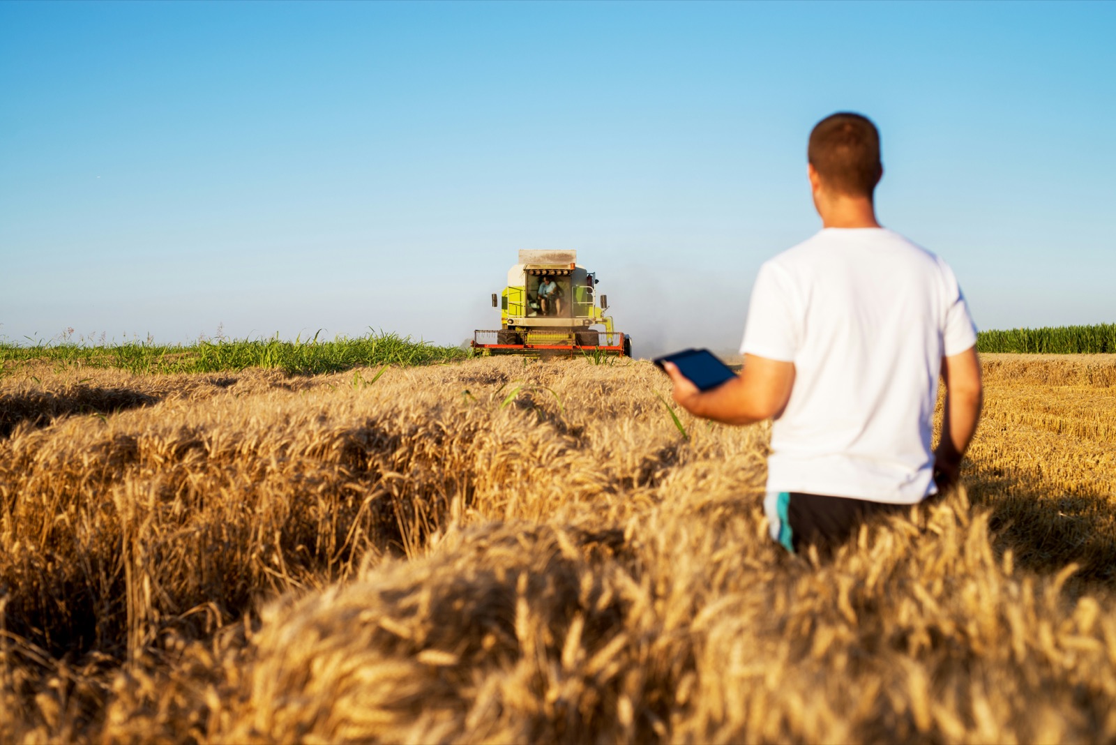 Person in a wheat field looking towards harvesting machinery